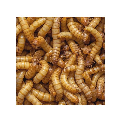 lovelife pets 200g dried mealworms mealworm 02 kg dry