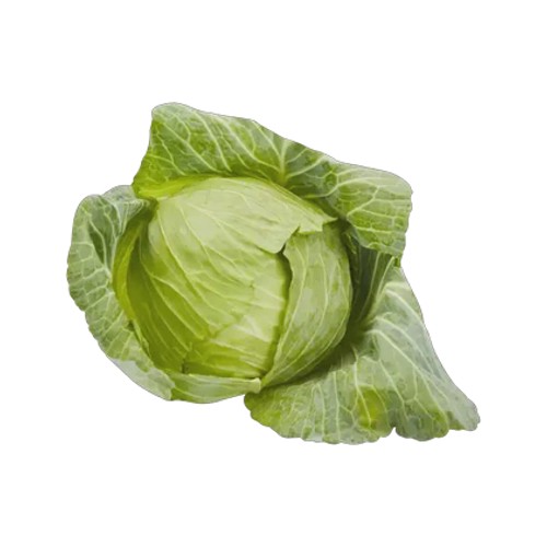 medium cabbage head